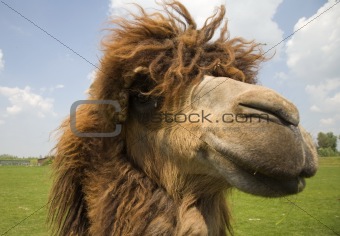 Camel head