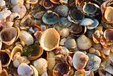 sea-shell texture