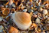 sea-shell texture