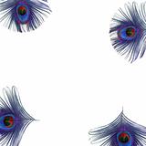 Peacock Feather Eyes