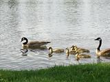 Canada geese family