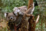 Koala mother and child