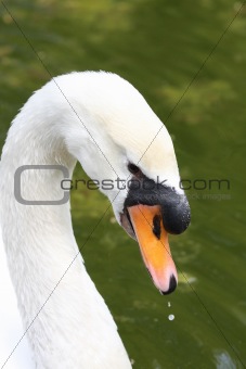beauty swan 