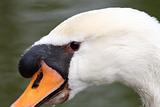 beauty swan 