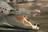 Smiling crocodile