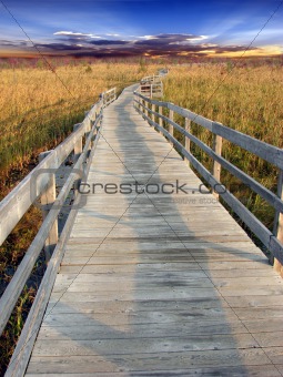 Path in marsh