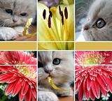Collage - a kitten and flowers. 