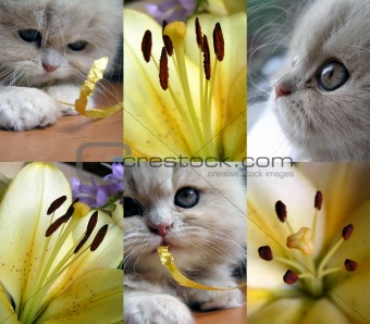 Collage - a kitten and flowers.