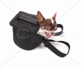 dog in the bag