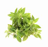 green herb