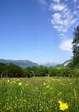 tranquil rural scene with a meadow, forest and mountains