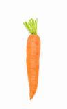 one fresh carrot on white background