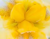 Macro of a Yellow Iris