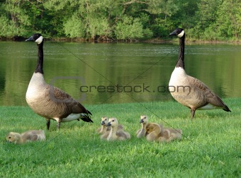 Geese and their babies
