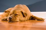 Dog sleeping on hardwood floor