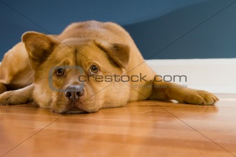 Dog looking up while resting on hardwood floor