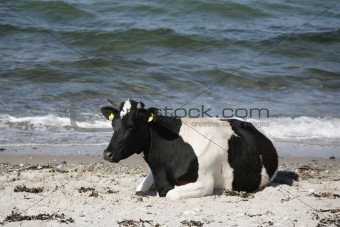 Cow by the sea.