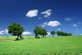 blissful summer landscape with tree line
