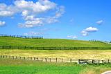 summer country view with fields and fences