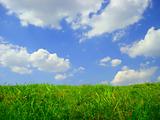 grass and  sky