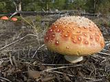 Mushroom - hallucinogenic