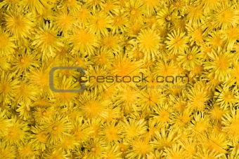 Yellow dandelion background.
