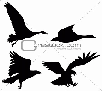 Eagles and duck silhouette