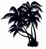 Palm trees silhouette