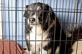 Caged Border Collie