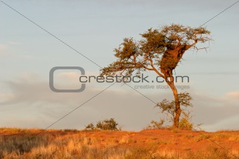 African Acacia tree