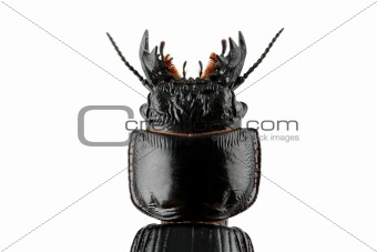 Burrowing ground beetle