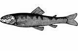 Fish Salmon parr Illustration