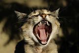 A lady-cat yawns.