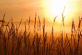 sunrise in a wheat field