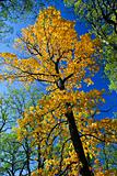 Big autumn tree in fall park