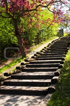 Wooden stairway in a park