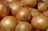 Onion background