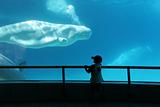 Child looking at beluga whale