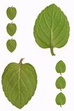 Green leaves of herbs
