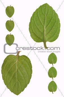 Green leaves of herbs
