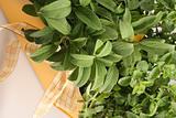 Fresh green herb in yellow flower-pot