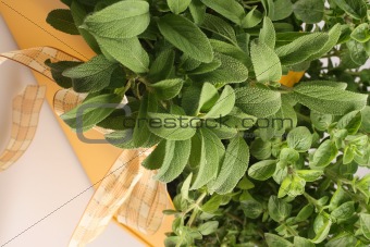 Fresh green herb in yellow flower-pot