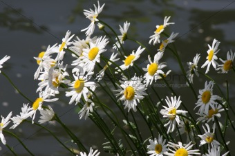 Daisies in the Spring