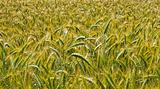 wheat harvest field background