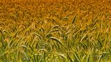 wheat harvest field background