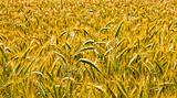 wheat harvest field