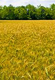 wheat harvest field