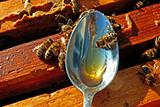 Honey in a spoon.