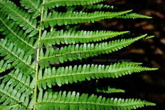  Leaves of fern - Dryopteris filix-max.