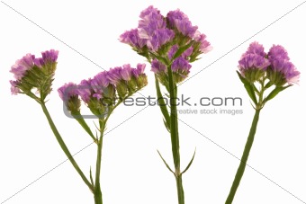 Beautiful purple flower